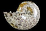 Polished, Agatized Ammonite (Phylloceras?) - Madagascar #149197-1